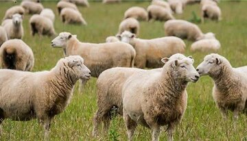 اجرای طرح تولید ملی در دامداریهای فارس با تخصیص هزار و۷۰۰ میلیارد ریال تسهیلات