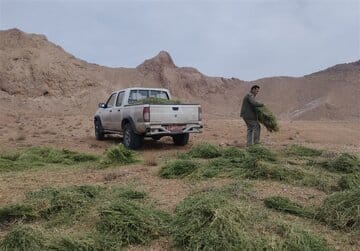 حیات وحش شاهرود در سرمای زمستان با نذر طبیعت زنده ماند