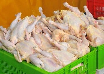 درخواست اتحادیه مرغداران برای جمعآوری مرغ مازاد پیش از رمضان و نوروز