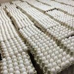 قیمت جدید تخممرغ اعلام شد/ قیمت تخممرغ در ماه رمضان چه تغییری میکند؟