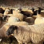 قیمت جدید دام زنده اعلام شد/ گوسفند و گوساله ارزان شد + جزییات