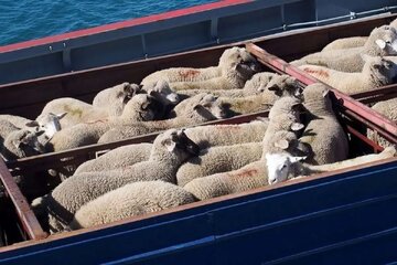 قیمت جدید دامزنده اعلام شد/ قیمت گوسفند سقوط کرد + جزییات