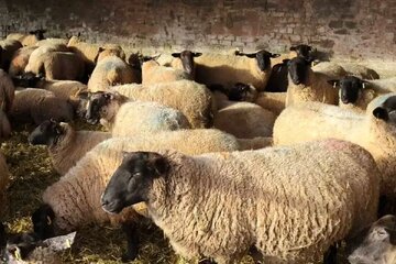 لیست قیمت دام زنده امروز ۳۰ بهمن ۱۴۰۴ / گوسفند کیلویی چند شد؟ + جدول