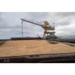 مازندران ۲۵ درصد نهاده جو و ذرت کشور را تأمین میکند