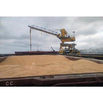 مازندران ۲۵ درصد نهاده جو و ذرت کشور را تأمین میکند