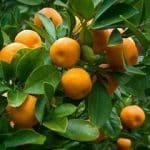 مرکبات مازندران مهمان نوروزی منازل ایرانیان+ فیلم