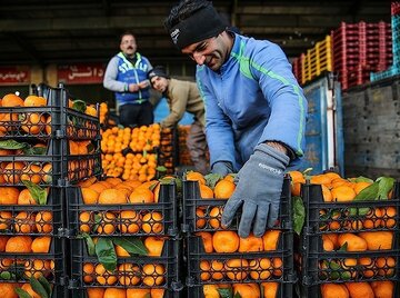 میوه شب عید ۲۰ درصد پایینتر از قیمت بازار در اردبیل عرضه میشود