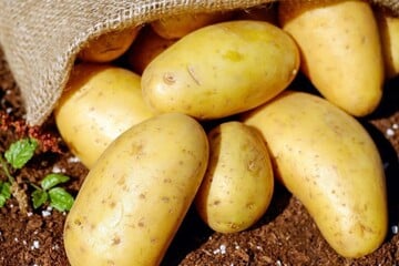 نرخ سیبزمینی و پیاز در سال آینده رسما اعلام شد + جزییات