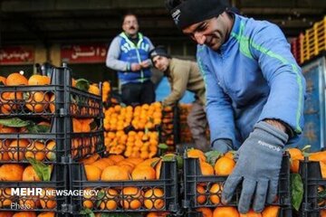 زمان توزیع میوههای شب عید اعلام شد/ سیب، پرتقال و موز چند شد؟