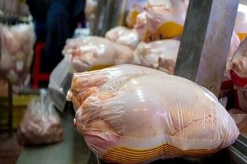 قرارداد ۸۹ روزه تولید گوشت مرغ در فارس