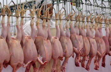 قیمت جدید مرغ اعلامشد/ مرغ استانهای مسافرپذیر بالاتر از نرخ رسمی فروخته میشود