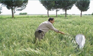 هشدار جدی درباره شیوع بیماریهای برگی غلات در فارس