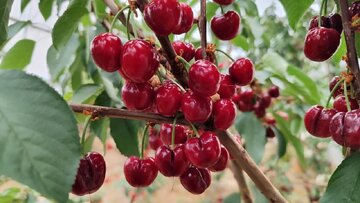 آغاز برداشت گیلاس گلخانهای در چهارمحال و بختیاری