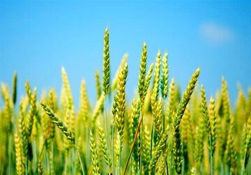 خبر مهم برای گندمکاران درباره خرید تضمینی گندم/ قیمت گندم رسما اعلام شد