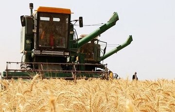 رکوردشکنی سطح زیرکشت گندم در زنجان؛ پیشبینی تولید ۴۵۳ هزار تنی