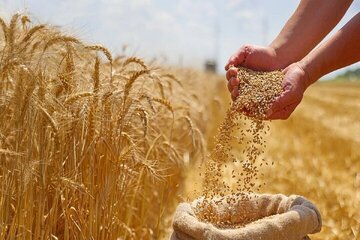 رییس جهاد کشاورزی فارس: بیمه مراکز خرید گندم تعیین تکلیف شود