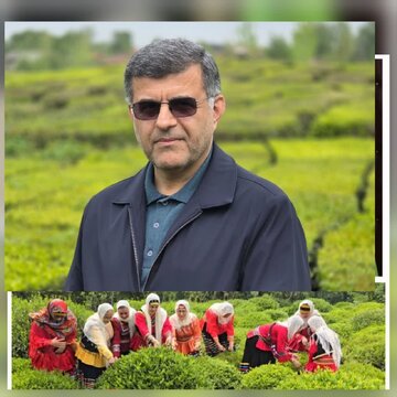 فرماندار آستانه اشرفیه:آغاز شمارش معکوس برای برداشت چای