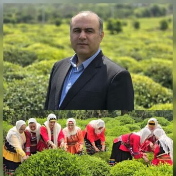 فرماندار شهرستان لنگرود:آمادگی کامل لنگرود برای آغاز برداشت برگ سبز چای
