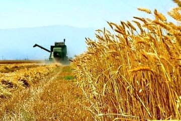 یک پیشنهاد جدی به دولت برای جلوگیری از سوداگری در بازار گندم/ حتما این کار را انجام دهید؛ وگرنه گندمها خوراک دام میشود!