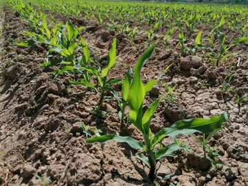 آغاز کشت ذرت علوفهای در زرقان فارس
