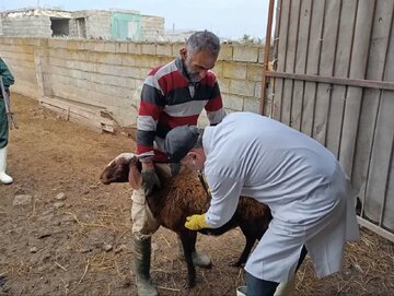 آماده باش سه اکیپ نظارت بهداشتی و شرعی دامپزشکی در کشتارگاه رودان