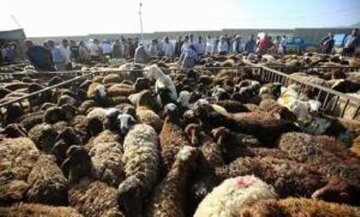 آمادگی کمیته امداد و بهزیستی برای جمعآوری نذورات عید قربان در مازندران
