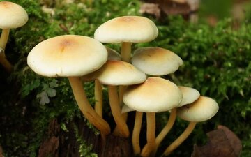 از مصرف قارچهای خودرو و کوهستانی بهطور جدی پرهیز کنید