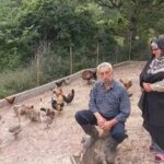 ببینید | چرخه کامل تولید در روستای کلاریجان سوادکوه