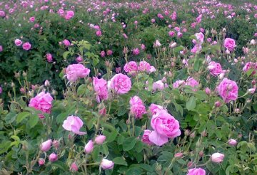ببینید؛ برپایی جشنواره گل محمدی دردودانگه ساری+ فیلم