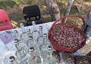 ثبت گلابگیری بروجرد در تقویم ملی گردشگری