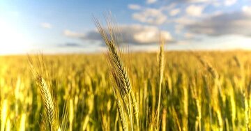جویبار؛ قطب تولید جو در مازندران