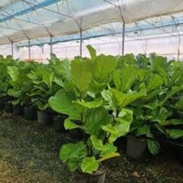 روستای عاری از بیکاری در مازندران را بشناسید+ فیلم