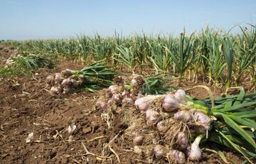 سازمان تعاونی روستایی برای خرید تضمینی سیر شهداد ورود کند