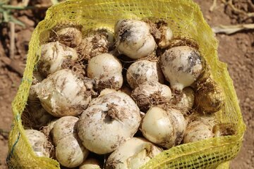 لرستان قطب تولید موسیر می شود / تولید ۲ هزار ۷۰۰ تن موسیر در استان