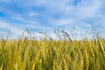 پیشبینی تولید ۱۲۵هزار تن جو در قزوین