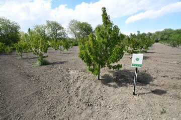 کاهش مصرف ۶۰ درصدی آب کشاورزی حوضه آبریز دریاچه ارومیه با طرح نوین آبیاری اساتید دانشگاهی