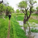 ۹۹هزار هکتار از باغات قزوین شناسنامه دار شدند