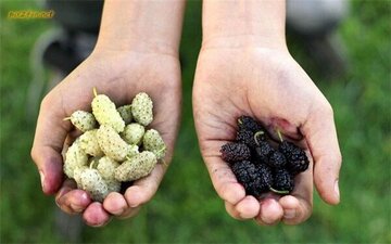 آغاز برداشت بیش از ۲۰۰ تن توت در استان آذربایجانغربی