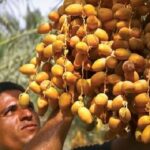 آغاز برداشت خرمای زودرس در جنوب کرمان/ پیشبینی تولید ۱۰۰۰ تن محصول