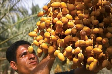 آغاز برداشت خرمای زودرس در جنوب کرمان/ پیشبینی تولید ۱۰۰۰ تن محصول