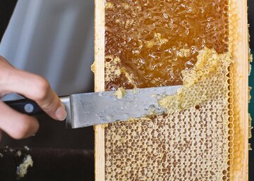آغاز فصل برداشت عسل در شهرستان راور/ تولید از ۹۰ هزار کلنی زنبور در جریان است
