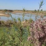 احیای تالاب قره قشلاق شهرستان چهاربرج بعد از ۱۵ سال