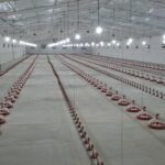 احیای مرغداری راکد در اراضی واگذاری جهرم فارس