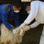 استقرار ۲۷ اکیپ بازرسی برای نظارت ذبح دام در قزوین