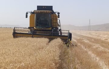 افزایش مراکز خرید گندم در روستاهای کوهستانی مازندران+ فیلم
