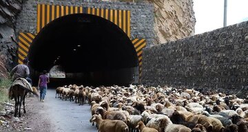 انسداد ۲۴ ساعته کندوان برای جابهجایی احشام