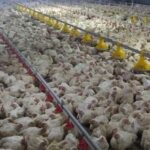 بهره برداری از یک واحد پرورش مرغ گوشتی در بستک هرمزگان