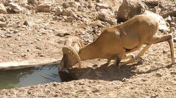 تأمین آب؛ حیاتی‌ترین نیاز زیستی حیات‌وحش اصفهان است/تاثیر خشکسالی بر جابه‌جایی غریزی حیات‌وحش