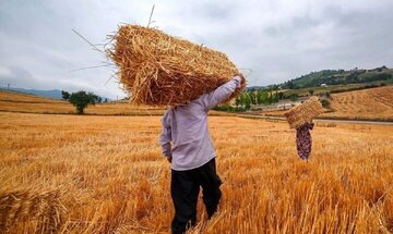 خبر خوش دولت برای گندمکاران/ واریزی میلیاردی انجام شد
