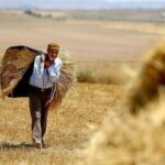 خبر مهم وزیر کشاورزی درباره پرداخت مطالبات گندمکاران